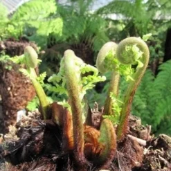 Grote Boomvaren (Dicksonia Antarctica) -Essentie Groen Verkoop dicksonia antarctica 3 1