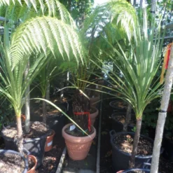 Grote Boomvaren (Dicksonia Antarctica) -Essentie Groen Verkoop dicksonia antarctica 40stam cont. 1