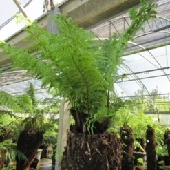 Grote Boomvaren (Dicksonia Antarctica) -Essentie Groen Verkoop dicksonia antarctica 4 1 1