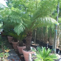 Grote Boomvaren (Dicksonia Antarctica) -Essentie Groen Verkoop dicksonia antarctica 70 80stam 1 1