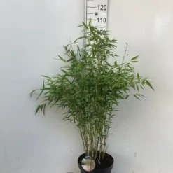 Niet Woekerende Bamboe (Fargesia 'Dino') -Essentie Groen Verkoop dino c10