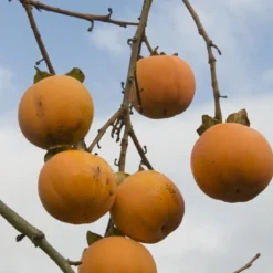 Kaki (Diospyros Kaki) -Essentie Groen Verkoop diospyros kaki02 1