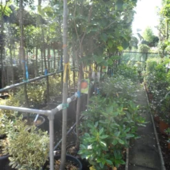 Kaki (Diospyros Kaki) -Essentie Groen Verkoop diospyros kaki halfstam 12 14 1