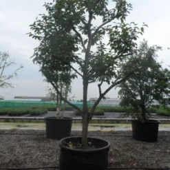 Kaki (Diospyros Kaki) -Essentie Groen Verkoop diospyros kaki muscat solitair