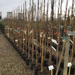 Witte Druif (Vitis Vinifera 'Italia') -Essentie Groen Verkoop druif