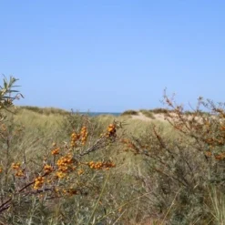 Duindoorn (Hippophae Rhamnoides) -Essentie Groen Verkoop duindoorn 1