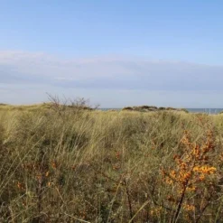 Duindoorn (Hippophae Rhamnoides) -Essentie Groen Verkoop duindoorn 2