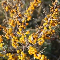 Duindoorn (Hippophae Rhamnoides) -Essentie Groen Verkoop duindoorn 4