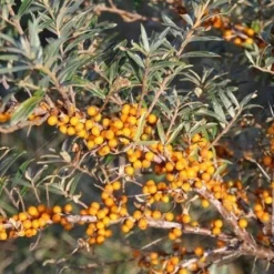 Duindoorn (Hippophae Rhamnoides) -Essentie Groen Verkoop duindoorn 5