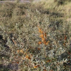 Duindoorn (Hippophae Rhamnoides) -Essentie Groen Verkoop duindoorn 6