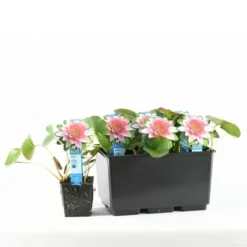 Waterlelie (Nymphaea 'Attraction') -Essentie Groen Verkoop e 11800 p11w nymphaea attraction tb