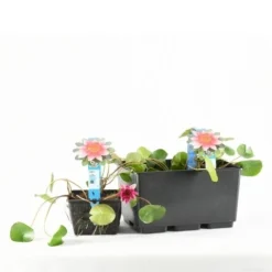 Waterlelie (Nymphaea 'Laydekeri Lilacea') -Essentie Groen Verkoop e 11970 p11w nymphaea laydekeri lilacea tb