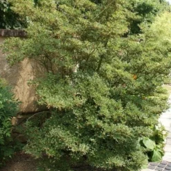 Pronkklokje (Enkianthus Campanulatus) -Essentie Groen Verkoop enkianthus campanulatus