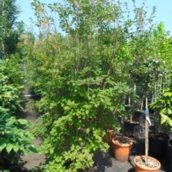 Pronkklokje (Enkianthus Campanulatus) -Essentie Groen Verkoop enkianthus campanulatus 150 175 200 2