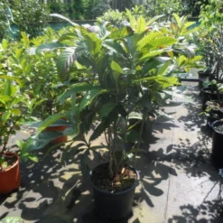 Japanse Mispel Als Boom (Eriobotrya Japonica) -Essentie Groen Verkoop eriobotrya japonica 80 100 125 c35