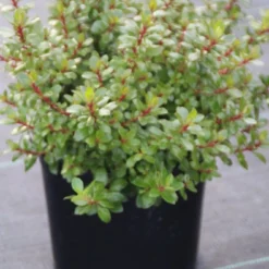 Escallonia (Escallonia 'Red Dream') -Essentie Groen Verkoop escallonia red dream 1