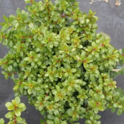 Escallonia (Escallonia 'Red Dream') -Essentie Groen Verkoop escallonia red dream 2