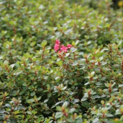 Escallonia (Escallonia 'Red Dream') -Essentie Groen Verkoop escallonia red dream 3