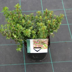 Escallonia (Escallonia 'Red Dream') -Essentie Groen Verkoop escallonia red dream 6