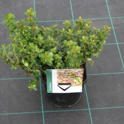 Escallonia (Escallonia 'Red Dream') -Essentie Groen Verkoop escallonia red dream 7