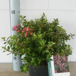 Escallonia (Escallonia 'Red Dream') -Essentie Groen Verkoop escalonia red dream c3 20 08 2017