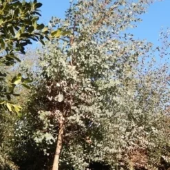 Eucalyptus Als Boom (Eucalyptus Gunnii) -Essentie Groen Verkoop eucalypthus gunii 10 12 2