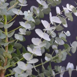 Winterharde Eucalyptus (Eucalyptus Gunnii 'Azura') -Essentie Groen Verkoop eucalyptus azura 2