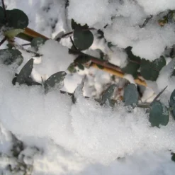 Winterharde Eucalyptus (Eucalyptus Gunnii 'Azura') -Essentie Groen Verkoop eucalyptus azura hardy