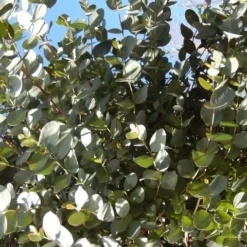 Eucalyptus Als Boom (Eucalyptus Gunnii) -Essentie Groen Verkoop eucalyptus gunni