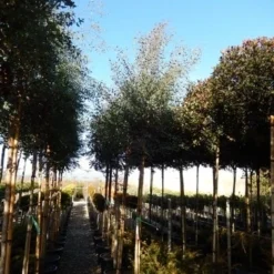 Eucalyptus Als Boom (Eucalyptus Gunnii) -Essentie Groen Verkoop eucalyptus gunnii 12 14 2