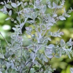 Eucalyptus Als Boom (Eucalyptus Gunnii) -Essentie Groen Verkoop eucalyptus gunnii 2