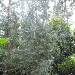 Winterharde Gomboom (Eucalyptus Gunnii) -Essentie Groen Verkoop eucalyptus gunnii struikvorm c500