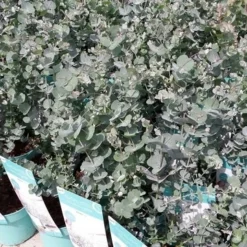 Winterharde Eucalyptus (Eucalyptus Gunnii 'Azura') -Essentie Groen Verkoop eucalyptusazura01