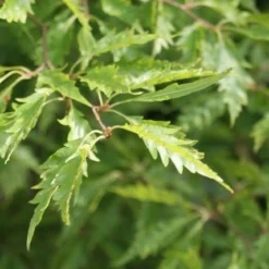 Varenbeuk (Fagus Syvatica 'Asplenifolia' ) -Essentie Groen Verkoop fagus syl. aspleniifolia 1