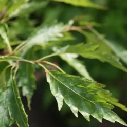 Varenbeuk (Fagus Syvatica 'Asplenifolia' ) -Essentie Groen Verkoop fagus syl. aspleniifolia 3