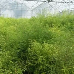 Bamboe (Fargesia Rufa) -Essentie Groen Verkoop fargesia