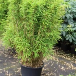 Niet Woekerende Bamboe (Fargesia Robusta) -Essentie Groen Verkoop fargesia 1