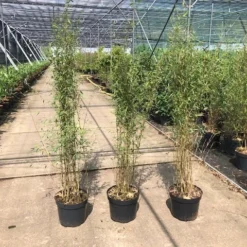 Niet Woekerende Bamboe (Fargesia 'Jiuzhaigou') -Essentie Groen Verkoop fargesia 2