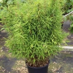 Niet Woekerende Bamboe (Fargesia Robusta) -Essentie Groen Verkoop fargesia 3 1