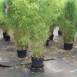 Niet Woekerende Bamboe (Fargesia Robusta) -Essentie Groen Verkoop fargesia 4