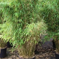 Niet Woekerende Bamboe (Fargesia Robusta) -Essentie Groen Verkoop fargesia 6 1