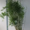 Niet-woekerende Bamboe (Fargesia Denudata) -Essentie Groen Verkoop fargesia denudata 125 150 cm co. 18l kopie 2 1 1