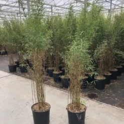 Niet Woekerende Bamboe (Fargesia 'Jiuzhaigou') -Essentie Groen Verkoop fargesia jiu