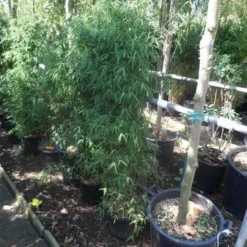 Niet Woekerende Bamboe (Fargesia 'Jiuzhaigou') -Essentie Groen Verkoop fargesia jiu 125 150 c12 1