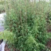 Niet Woekerende Bamboe (Fargesia 'Jiuzhaigou') -Essentie Groen Verkoop fargesia jiuzaghou 2 1