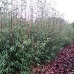 Niet Woekerende Bamboe (Fargesia 'Jiuzhaigou') -Essentie Groen Verkoop fargesia jiuzaghou 4 1 1