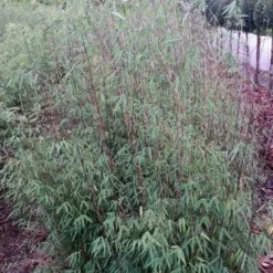 Niet Woekerende Bamboe (Fargesia 'Jiuzhaigou') -Essentie Groen Verkoop fargesia jiuzaghou 4 2