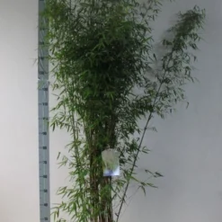 Niet Woekerende Bamboe (Fargesia 'Jiuzhaigou') -Essentie Groen Verkoop fargesia juizhaigo 125 150 co. 18l kopie kopie
