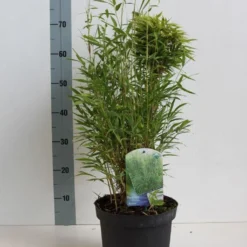 Niet Woekerende Bamboe (Fargesia Murieliae 'Bimbo') -Essentie Groen Verkoop fargesia m bimbo 40 50 cm co. 5l kopie
