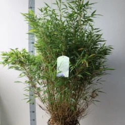 Niet Woekerende Bamboe (Fargesia Murieliae 'Simba') -Essentie Groen Verkoop fargesia m simba 80 100 cm co. 15 kopie 1